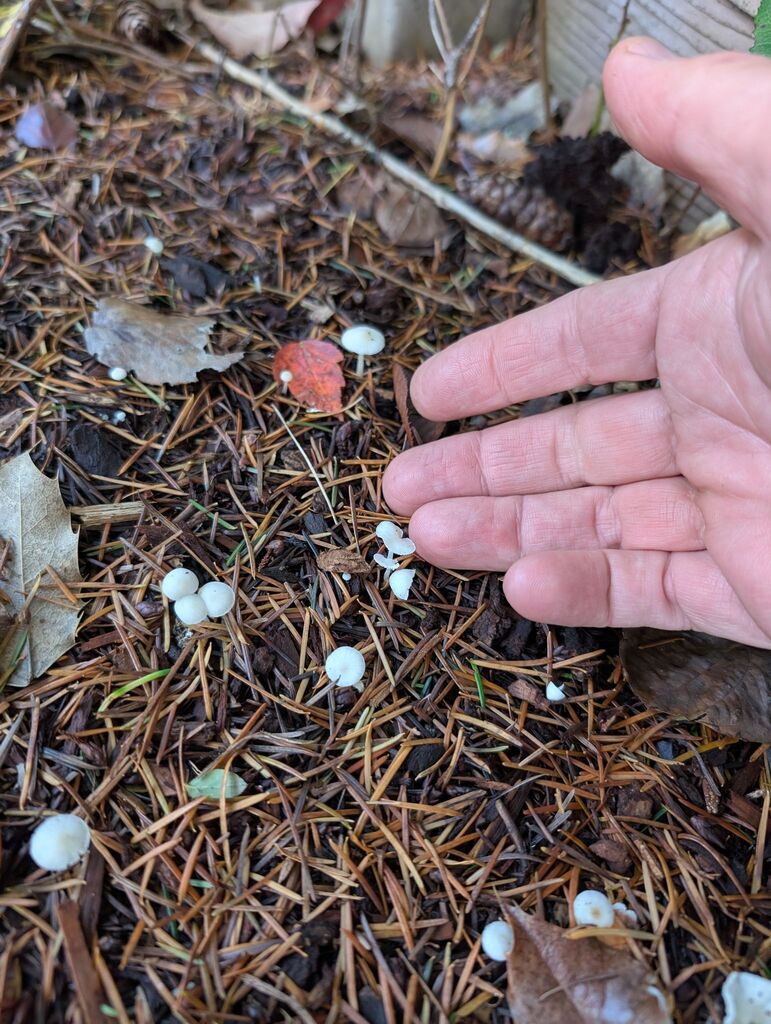 Hemimycena lactea · November 2025 · photo: © michaelshan (iNaturalist, cc-by-nc)