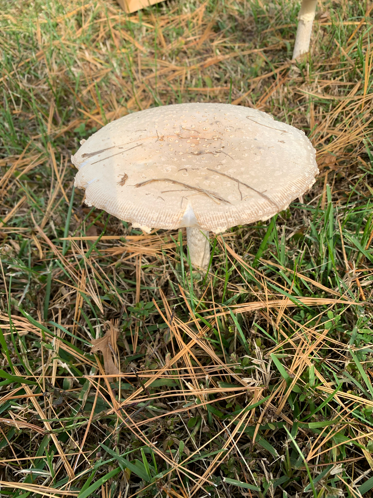 Amanita muscaria guessowii · November 2025 · photo: © americanisopodologist (iNaturalist, cc-by)
