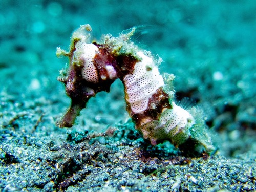 Winged seahorse (Hippocampus alatus) — Syngnathidae — 3