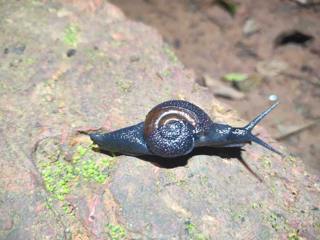 Varadia Varadia amboliensis from Amboli, Maharashtra 416510, India on October ...
