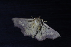 Lopharthrum comprimens