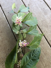 Banisteriopsis caapi