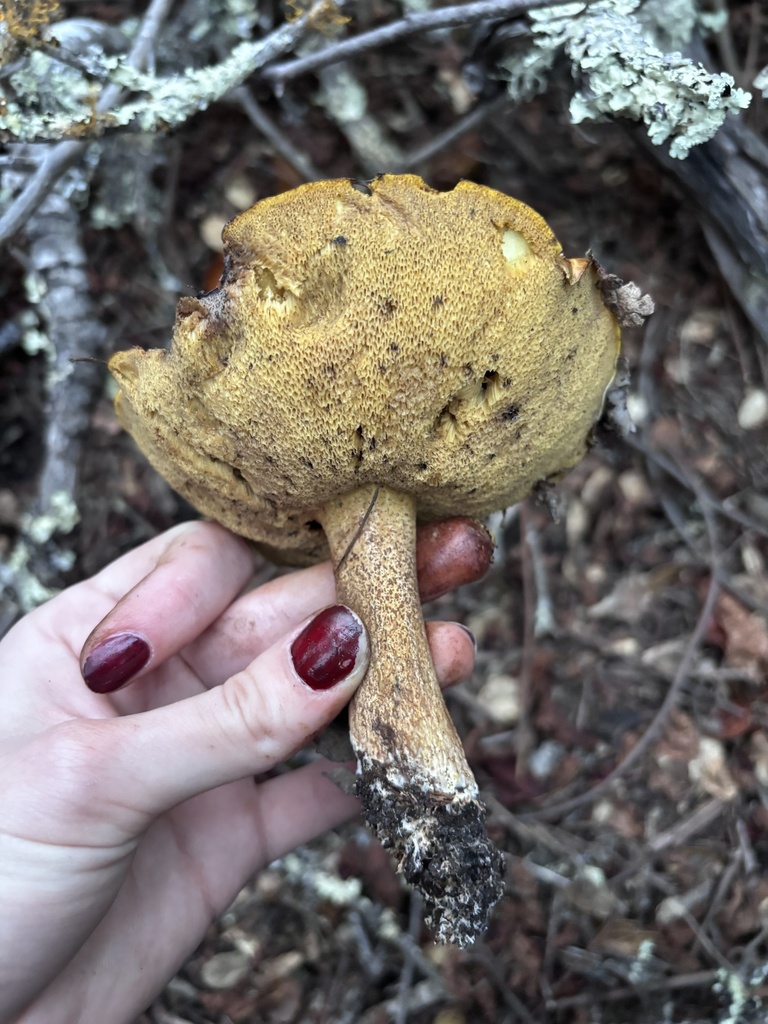 Suillus pungens · November 2025 · photo: © reago (iNaturalist, cc-by)
