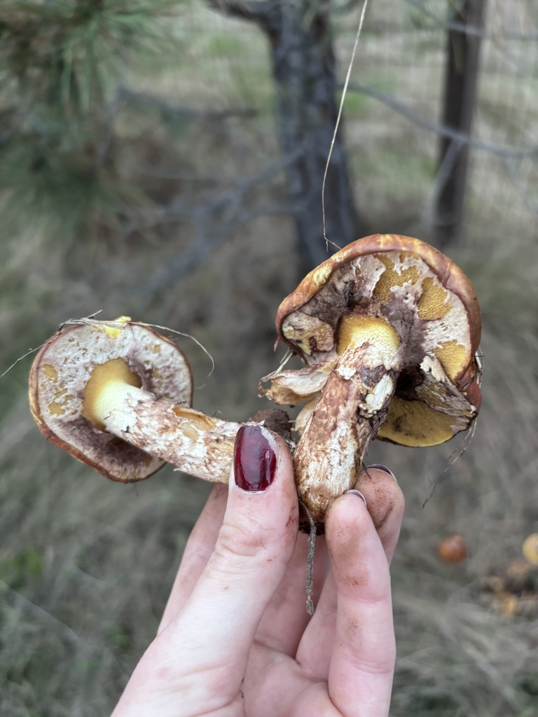 Suillus ponderosus