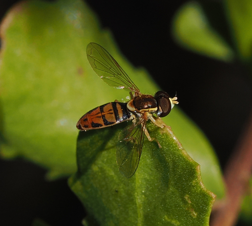iNaturalist observation photo of Margined Calligrapher