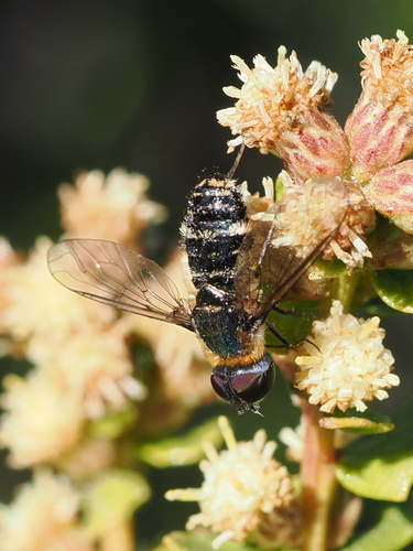 iNaturalist observation photo of Villa lateralis