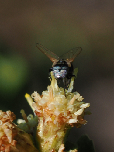 iNaturalist observation photo of Flies