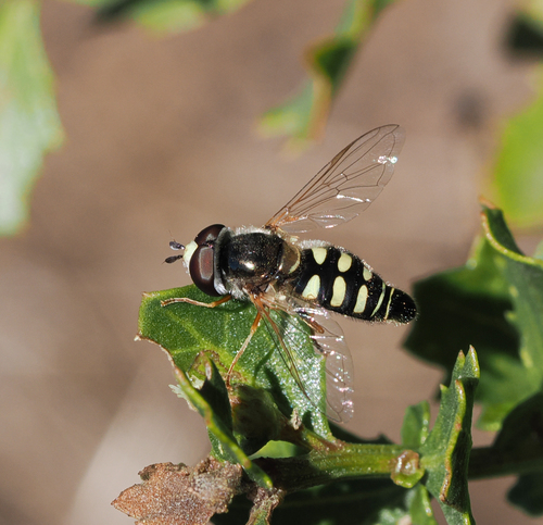 iNaturalist observation photo of Large-tailed Aphideater