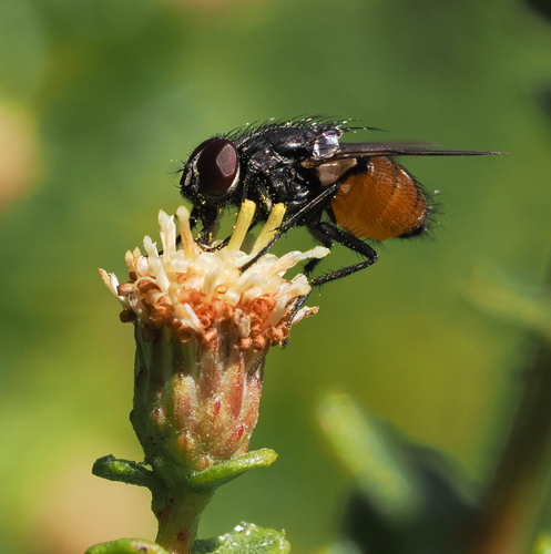 iNaturalist observation photo of Face fly