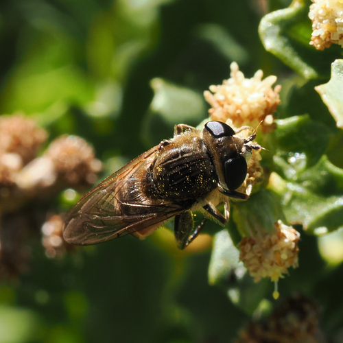 iNaturalist observation photo of Northern Sickleleg