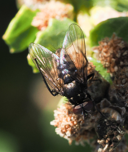 iNaturalist observation photo of Flies
