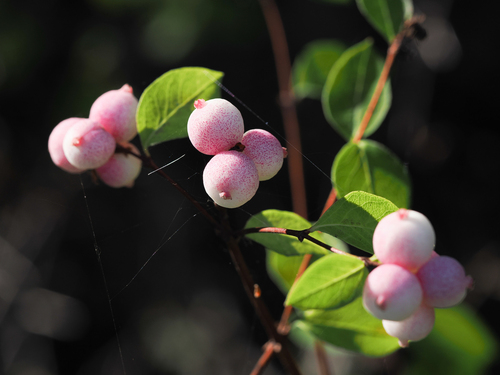iNaturalist observation photo of garden snowberry