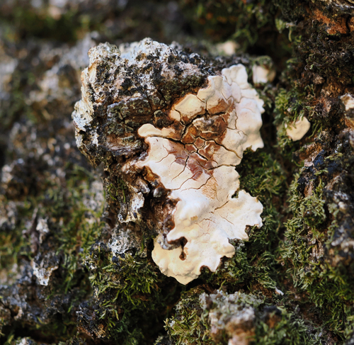 iNaturalist observation photo of Dendrothele