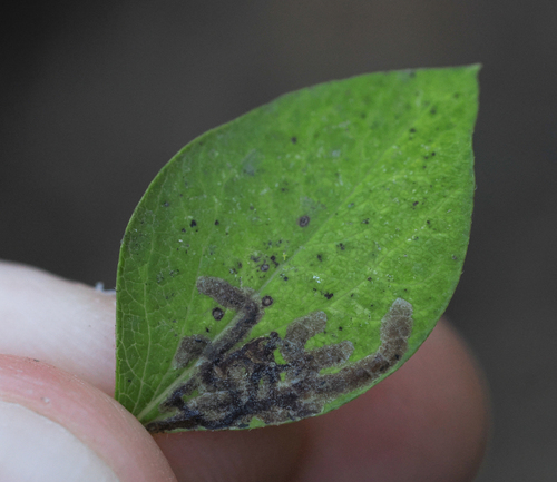 iNaturalist observation photo of Phytomyza periclymeni superspecies