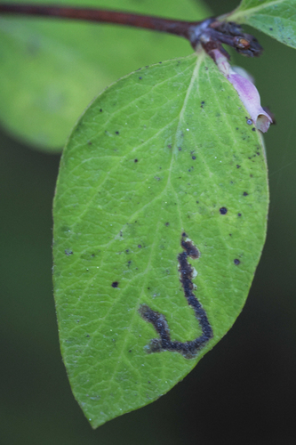 iNaturalist observation photo of Winged and Once-winged Insects