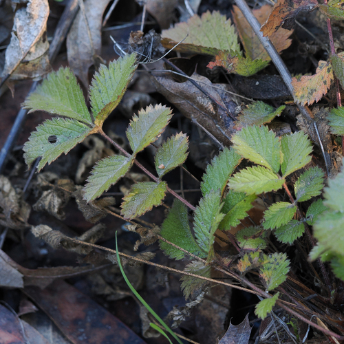 iNaturalist observation photo of sticky cinquefoil