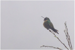 Heliangelus amethysticollis