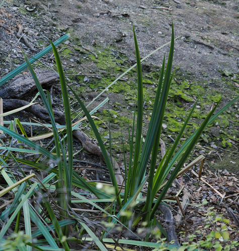 iNaturalist observation photo of Yellow Iris
