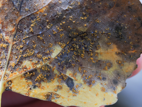 iNaturalist observation photo of Cottonwood Leaf Rust