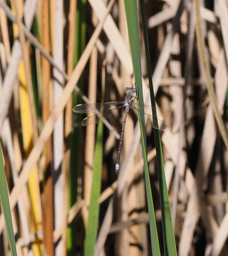 iNaturalist observation photo of California Spreadwing