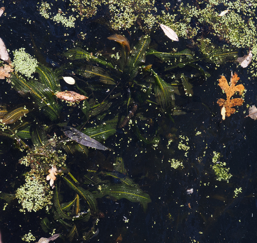 iNaturalist observation photo of shining pondweed