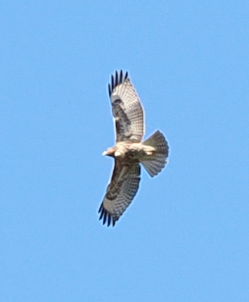 iNaturalist observation photo of Red-tailed Hawk