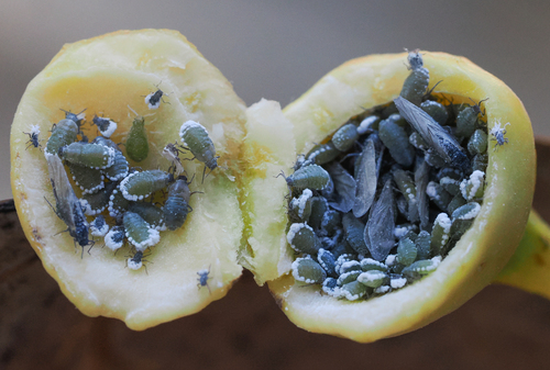 iNaturalist observation photo of Cherubic Poplar Petiole-gall Aphid