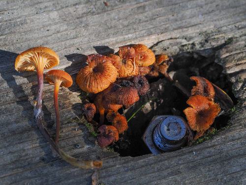 iNaturalist observation photo of Pinewood Gingertail