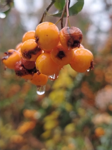 Altai Mountain Thorn (Crataegus chlorocarpa)