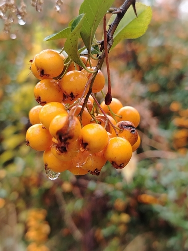 Crataegus chlorocarpa, photograph 5