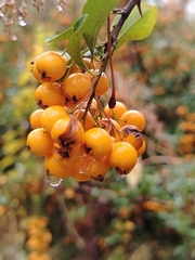 (c) Orzigul Anvarova, some rights reserved (CC BY) Crataegus chlorocarpa, photograph (c) Orzigul Anvarova, some rights reserved (CC BY)