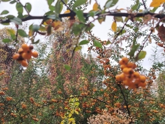 Crataegus chlorocarpa, photograph (c) Orzigul Anvarova, some rights reserved (CC BY)