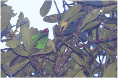 Chlorornis riefferii