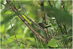 Cercomacroides serva