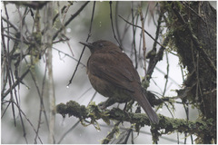 Turdus nigriceps