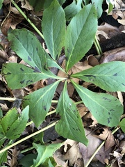Microsphaeropsis hellebori