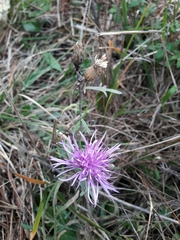 Centaurea aplolepa