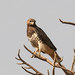 Red-necked Buzzard - Photo (c) Matthias Hartmann, some rights reserved (CC BY-NC), uploaded by Matthias Hartmann