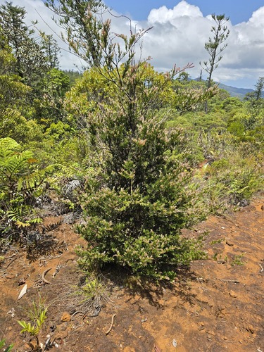 Falcatifolium taxoides observed 2025-10-27
