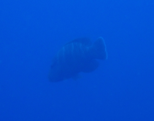 Napoleon Wrasse