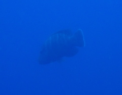Napoleon Wrasse