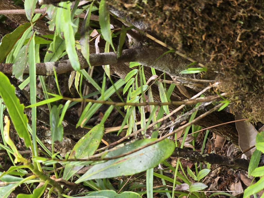 Dendrobium cleistogamum Schltr.