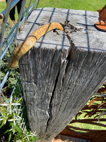 Tiger Snake sighting