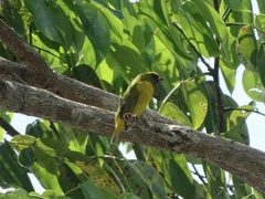 Euphonia luteicapilla