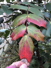 Calonectria