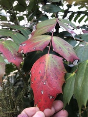 Calonectria