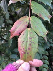 Calonectria