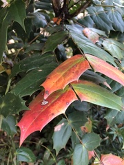 Calonectria