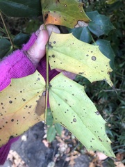 Calonectria