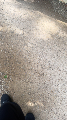 Red-bellied Black Snake sighting